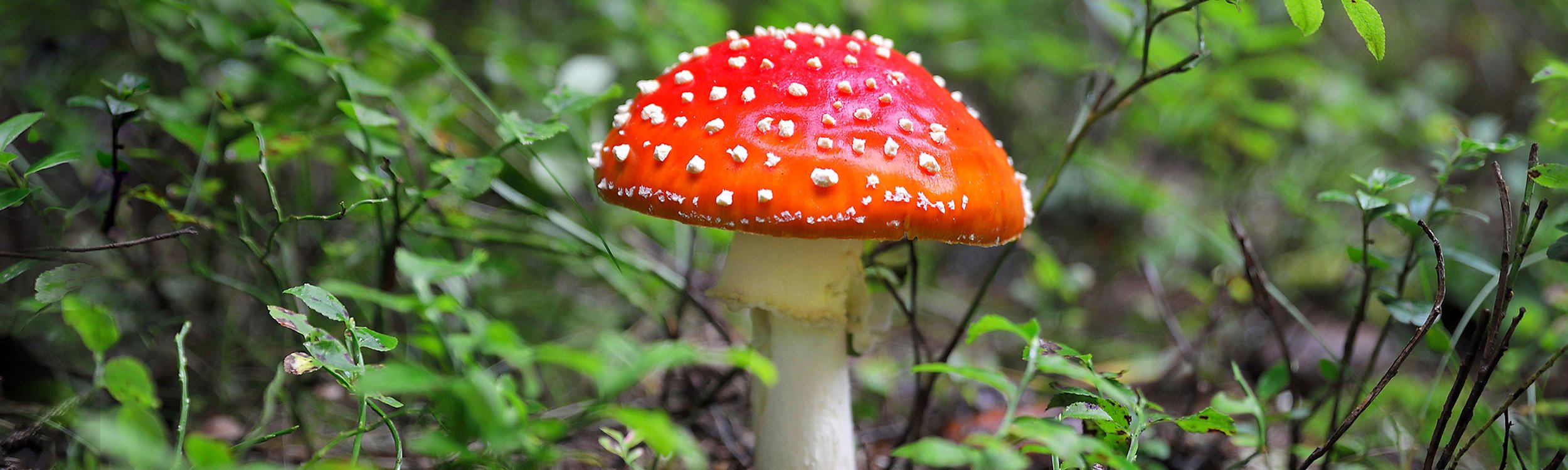 L'amanite tue-mouche - La Bardane, sortie, atelier et cueillette sauvage en  Ardèche